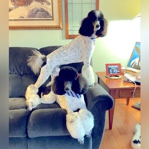 Meet your Posher, Bonnie